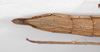 CollectionObject 1560184; 9007c212-293e-4129-85ac-38d1f978f763: copyright ZMB, Berlin. female, lateral view (holotype). (CollectionObject).