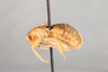 CollectionObject 1531193; c0ca01db-c9df-4703-9cd8-6a15e5ed9722: female, lateral view (holotype). (CollectionObject).