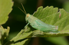 Atrachelacris unicolor Giglio-Tos, 1894: male. (Otu).