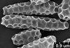 Brochosomes: CR188 | U.S.A., California, Yucca Grove, 7-VIII-1936, R. H. Beamer. Paratype. | KSEM. (Observation).