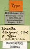 CollectionObject 1500965; e3b10e67-6071-4487-9fc2-043941d5a049, MfN BA000597S01: labels (holotype). (CollectionObject).