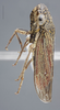 Habitus, lateral view: !! display not done !! on Cuerna balli Oman & Beamer, 1944: Lateral. (Observation).
