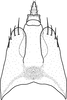 Pygofer, dorsal view on Brazosa mildredireanae Pinedo-Escatel & Dietrich, 2020: (Observation).