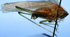 CollectionObject 1522469; 7a35c78a-2ecc-4827-bfc6-71bbe46d5cfd: male, lateral view (holotype). (CollectionObject).