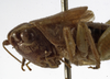 CollectionObject 1530613; 97680aca-b438-4491-86a4-4c961f30e976: male pronotum, lateral view (syntype). (CollectionObject).