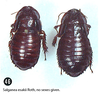 Salganea esakii Roth, 1979: (Otu).
