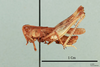 Notostaurus albicornis turcmenus (Uvarov, 1926): male, lateral view, (paratype). (Otu).
