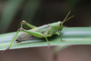 FieldOccurrence 135; f7d6e9af-5985-4014-886d-f2de6a60439f; Tanzania
Lembeni forest N Pare, 2014/06/14: female, lateral view. (FieldOccurrence).