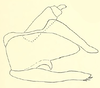 Male genital capsule, lateral view: !! display not done !! on Coelella distincta (Oman, 1931): Male: pygofer, anal tube, valve and subgenital plate, lateral view. (Observation).