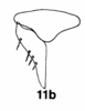 Subgenital plate, ventral view on Cumora (Cumora) parallelocornis parallelocornis (Linnavuori, 1955): (Observation).