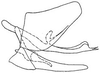 Pygofer, lateral view: !! display not done !! on Arundanus marginellus DeLong, 1935: genital capsule, laterally. (Observation).