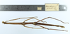 CollectionObject 1557614; b51ec054-4286-4bcc-ac1b-b1b8dbf5fb60: copyright MZUSP. female Canuleius grandis, ventral view (lectotype). (CollectionObject).