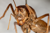CollectionObject 1531297; 727f9087-bf3f-4eca-9c40-db81d8fce988: female, anterior view (holotype). (CollectionObject).
