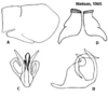 Pygofer appendages: !! display not done !! on Cuerna obtusa Oman & Beamer, 1944: <b>A</b>, male pygofer lateral aspect; <b>B</b>, aedeagus lateral aspect; <b>C</b>, aedeagus caudal aspect; <b>D</b>, female internal sternum VIII. All from paratypes. (Observation).