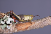 CollectionObject 2014610; 09e3c5fe-9b46-4da8-9ba9-6c859f5ec16c: female alive in lateral view. (CollectionObject).