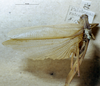 CollectionObject 1503383; MBBJ 3226102, 960b7e94-d0ab-442a-b040-af6c765770b4: female, dorsal view (syntype). (CollectionObject).