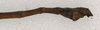 CollectionObject 1559955; NMW 478, 2db26099-3e5b-4fe3-84e1-6a96363f6374: copyright NMW, Vienna. male: end of abdomen, lateral view (holotype). (CollectionObject).