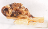 Habitus, lateral view on Delphacodes darwini Muir, 1929: (Observation).