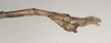 CollectionObject 1561079; 2f6eba8c-8e12-4014-b4df-547cc580bf36: copyright St. Petersburg. male of Pharnacia biceps : end of abdomen, lateral view (paralectotype). (CollectionObject).