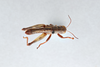 CollectionObject 2869228; 2ec62260-1a2a-43f9-9d8c-5705fcfb0f20, CNCI 1013470: Asemoplus montanus. (CollectionObject).