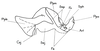 Pamphagodes riffensis Bolívar, 1878: Fig. 9. endophallus, lateral view. (Otu).
