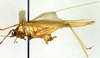 CollectionObject 1500350; e8133092-30f0-4cef-80b1-d725e992769c: male, lateral view (holotype). (CollectionObject).
