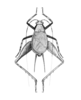 Luzarida annuliger Hebard, 1928: Plate VII. Fig. 4. Male. Whole insect. Dorsal view of type. (Otu).