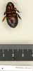Panesthia quinquedentata Kirby, 1903: Copyright Natural History Museum, London. Paralectotype (male nymph) in BM(NH). Ventral view. (Otu).