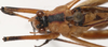 CollectionObject 1527106; 42c339d6-5e17-4234-b089-9f3d5ec68b1a: male head and pronotum, dorsal view (holotype). (CollectionObject).