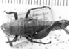 CollectionObject 1567248; 2c99ba29-d985-466f-bfa6-7e9c748ae03d: Image Carbonell, C.S. female, dorsal view (syntype). (CollectionObject).