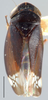 Habitus, dorsal view: !! display not done !! on Nigridonus illumina (Ball, 1909): Nigridonus illumina, dorsal habitus (NMNH). (Observation).