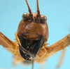 CollectionObject 1542790; 45c5b3ec-018e-4b4a-9822-ba3a9b09fac1: male, face frontal view (holotype of Cerberodon cuiabensis). (CollectionObject).