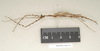 CollectionObject 1562298; f9ec7ba9-e176-4937-8ad0-aed1d8ded5f4, NHMUK(SF IMPORT DUPLICATE) 844570: copyright Natural History Museum, London. male, lateral view of synonym Pericentrus multilobatus (paralectotype). (CollectionObject).