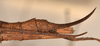 CollectionObject 1560287; 39f9c2f8-46d5-47f7-a05c-5db2c414b514: copyright OUMNH. female: end of abdomen, lateral view (syntype). (CollectionObject).