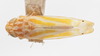 Habitus, dorsal view: !! display not done !! on Alconeura (Alconeura) rotundata Ball & DeLong, 1925: (Observation).