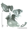 CollectionObject 1568233; 51fe510e-f646-41d6-9528-fb4fa08385a5: Original drawing by Heidi Hopkins © Heidi Hopkins. Holotype, adult male, genitalia, ventral view. (CollectionObject).