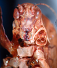 CollectionObject 1530854; f5fe5583-7ca2-43fa-9cdb-6d2a58efc4a0: female frons (paratype). (CollectionObject).