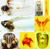 Other: !! display not done !! on Chionomus gluciophila (Muir, 1926): (Observation).