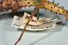 CollectionObject 1556966; a89197eb-23aa-4902-b0f8-bc0103067a78: copyright CMNZ, Christchurch. female of synonym Acanthoxyla suteri, data labels (syntype). (CollectionObject).