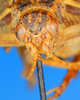 CollectionObject 1540494; c62d6514-f587-4966-a28e-a67e7aad28dd: male, frontal view (holotype). (CollectionObject).