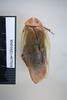 CollectionObject 1552806; NHMUK(SF IMPORT DUPLICATE) BMNH(E) 877036, ca5c8b45-00ab-4e8e-b67d-fc6a5cbe86e3: Copyright NHM, London. Lectotype female of Epilampra sinensis, dorsal view. (CollectionObject).