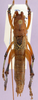 CollectionObject 1503561; 5fa0336c-c004-44ca-848e-b92eb41e4b76, cbt017s01: male, dorsal view (holotype). (CollectionObject).
