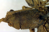CollectionObject 1500382; 025e9185-10b5-41a8-be5d-6358d0e895cd, DORSA BTeumnigHTM: male pronotum, dorsal view (holotype). (CollectionObject).