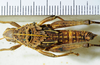 CollectionObject 1498670; bddef776-7ce5-4137-86d1-7f64c0a23ca4: female, dorsal view. (CollectionObject).