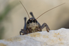 Pholidoptera dalmatica dalmatica (Krauss, 1879): male in frontal view (from Croatia, Pag Isl.). (Otu).