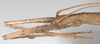 CollectionObject 1563000; 2d291d5d-5630-4ecb-9b66-ad2e215bf70e: copyright F. Hennemann. female: head, lateral view (paratype). (CollectionObject).;CollectionObject 1563001; 685949bb-edc0-40bb-9b53-806f4c470ab1: copyright F. Hennemann. female: head, lateral view (paratype). (CollectionObject).