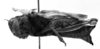 CollectionObject 1506459; 16b49341-c395-40d1-b063-ceff56d318e4: Image Carbonell, C.S. female, lateral view (syntype of Oedipoda pardalina). (CollectionObject).