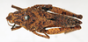CollectionObject 1540651; 19519e89-c6b6-46f1-9ae7-bb0c17231e40: female, dorsal view (syntype of Chrotogonus occidentalis). (CollectionObject).