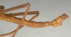 CollectionObject 1594929; NMW 733', a467caf9-5b1d-4480-a43a-a39ea57602cb: copyright NMW, Vienna. male: end of abdomen, lateral view (paralectotype). (CollectionObject).