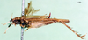 CollectionObject 1500861; 7c5e4fa2-66bb-4c8d-af6c-e6454a6cde62: female, lateral view (syntype). (CollectionObject).